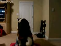 Homemade dog sex with a bitch